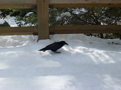 20110220-21_Yosemite 087